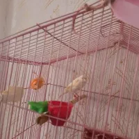 قناری ۱۱ عدد|پرنده|اردبیل, |دیوار