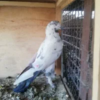 کبوتر پرشی|پرنده|سمنان, |دیوار
