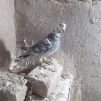 کبوتر|پرنده|چناران, |دیوار