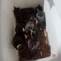 جوجه مینا فقط قوچان