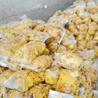 تولید و‌پخش نان خشک یزدی