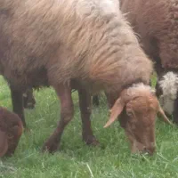 دو عدد  میش داشتی