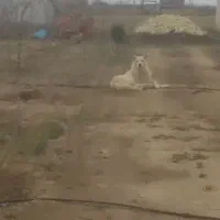 سگ هاسکی