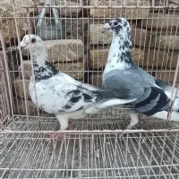 کفتر کبوتر