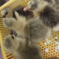 جوجه قاز|حیوانات مزرعه|رشت, سعدی (تختی)|دیوار