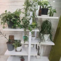 استند گل|گل و گیاه طبیعی|گنبد کاووس, |دیوار