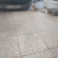 معاوضه شیتزو باهوش و بازیگوش ۱ونیم|سگ|گرگان, |دیوار