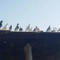 تعدادی کبوتر..|پرنده|گراش, |دیوار