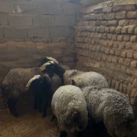 گوسفند شال اصیل|حیوانات مزرعه|کرج, شیخ آباد|دیوار