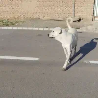 ماده پژدر