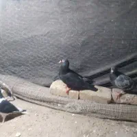 کفتر