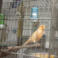 دو عدد قناری قرص ومست درشت کشیدی