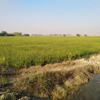 برنج تولکی شوشتر شلتوک|خوردنی و آشامیدنی|امیدیه, |دیوار