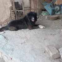 سگه گله