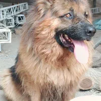 واگذاری سگ ژرمن شپرد اصل