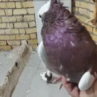 فروش طوق سرخ و شازده سبز