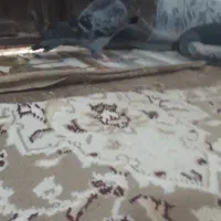 مجسمه کبوتر مگس جوانه
