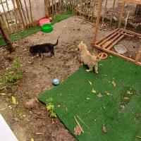 واگذاری سگ نژاد میکس ژرمن و روتوایلر