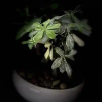 تعدادی مشاور املاک مبتدی و حرفه ای آقا و خانم