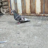 کوهی سرخ ماده
