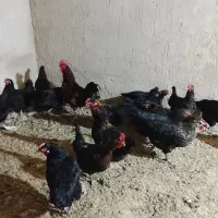 مرغ محلی جهادی|حیوانات مزرعه|تربت جام, میان جام|دیوار