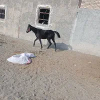مادیان مشکی ۲۶ماه شجره دار
