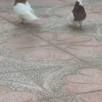 چند عدد پرنده درجه یک و بی عیب
