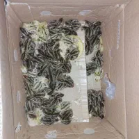 جوجه بلدرچین ژاپنی
