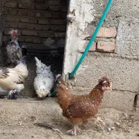 تخم نطفه دار پاکوتاه|حیوانات مزرعه|نوشین شهر, |دیوار