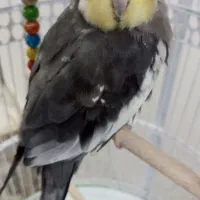 عروس هلندی|پرنده|تربت‌حیدریه, آغوی|دیوار