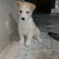 توله سگ هاسکی