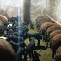 گوسفند بره دار افشار