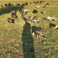 فروش 30عدد بوقلمون محلی