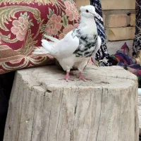 طوقی هفت رنگ