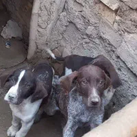 توله المانی خالص