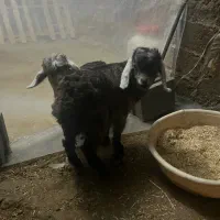 بره بز قیمت مناسب|حیوانات مزرعه|اردبیل, |دیوار