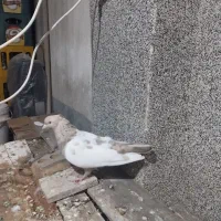 گمشده،کفتر ماده