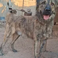 سگ کفتاری خراسانی درشت