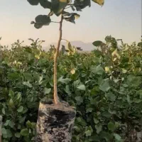 نهال پسته|گل و گیاه طبیعی|کرمان, |دیوار