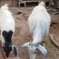 گوسفند|حیوانات مزرعه|کرمان, |دیوار