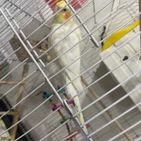 عروس هلندی مولد جوجه دار اهلی سخنگو|پرنده|تبریز, |دیوار