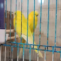 طوطی برزیلی