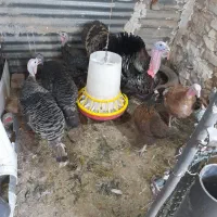 تخم بوقلمون سالم وبه شرط نطفه|حیوانات مزرعه|دزفول, |دیوار