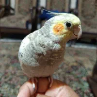 عروس هلندی گلباقالی