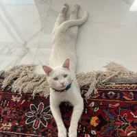 گربه