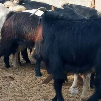 بز  کهره پازن   در جم|حیوانات مزرعه|جم, |دیوار