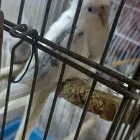 عروس هلندی جفت رو جوجه|پرنده|تهران, پرستار|دیوار