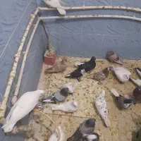 کبوتر زاغ دم سفید مهر