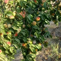 باغ میوه بارده|فروش خانه و ویلا|نظرآباد, نجم آباد|دیوار