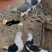 کفتر پرشی با اصالت|پرنده|قم, نوقطار|دیوار